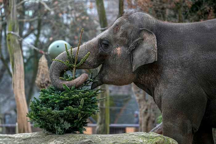 Het is Kerstmis voor de olifanten, want onverkochte bomen worden gevoerd aan de dieren in de dierentuin van Berlijn