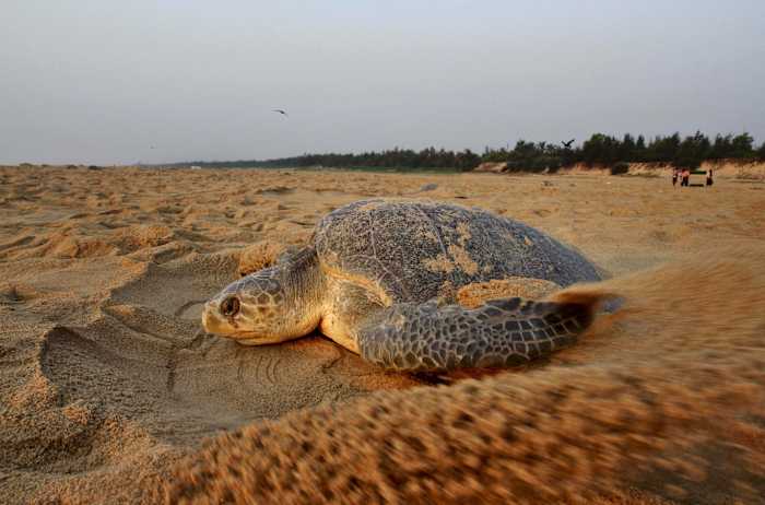 Honderden dode zeeschildpadden spoelen aan op de kust van India