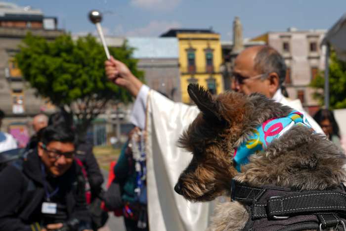 Zegeningen voor honden? Breng ze naar de kathedraal van Mexico-Stad en Sint-Antonius doet de rest