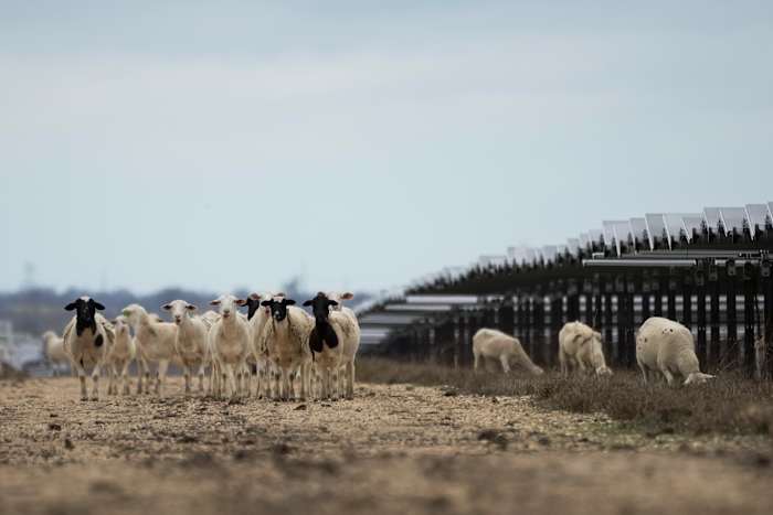 Zonneboerderijen floreren in de VS en zetten duizenden hongerige schapen aan het werk