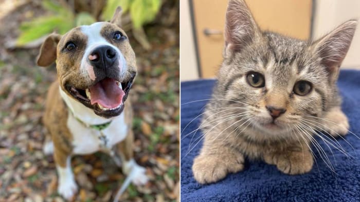 ACS dringt er bij eigenaren van huisdieren op aan om snel te handelen wanneer huisdieren vermist worden