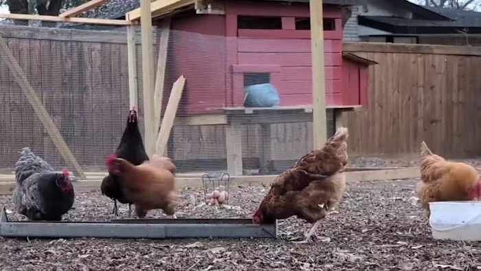 Hoeveel zou het kosten om wat achtertuinkippen te hebben?