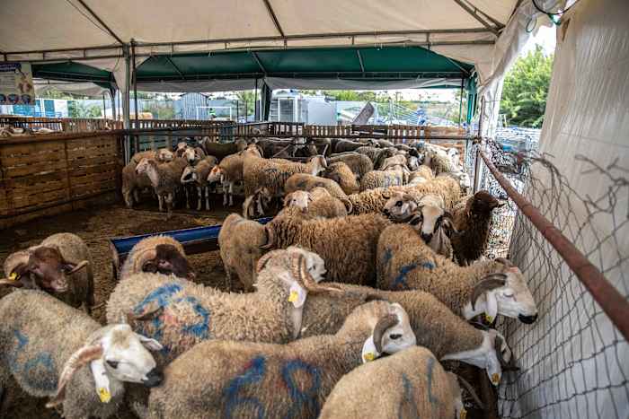 Marokko dringt er bij mensen op aan om geen schapen te kopen voor Eid al-Adha-feesten