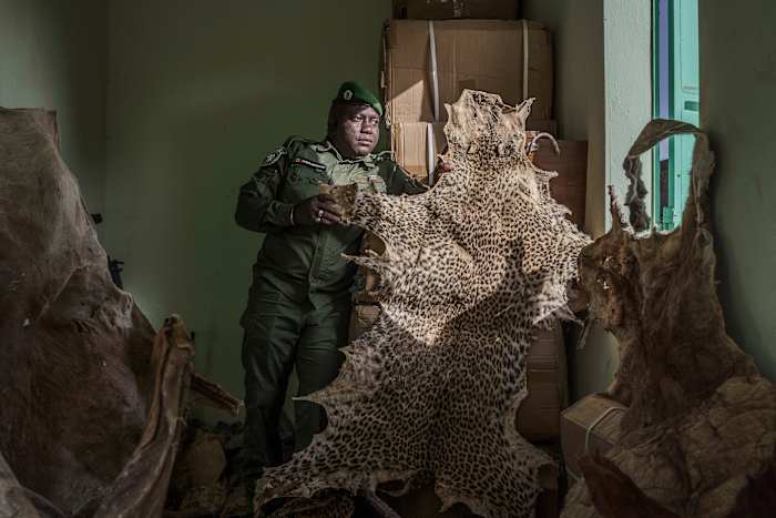 Mystieke overtuigingen voeden de illegale grote kattenhandel van Senegal en bedreigen de overleving van Lion in West -Afrika