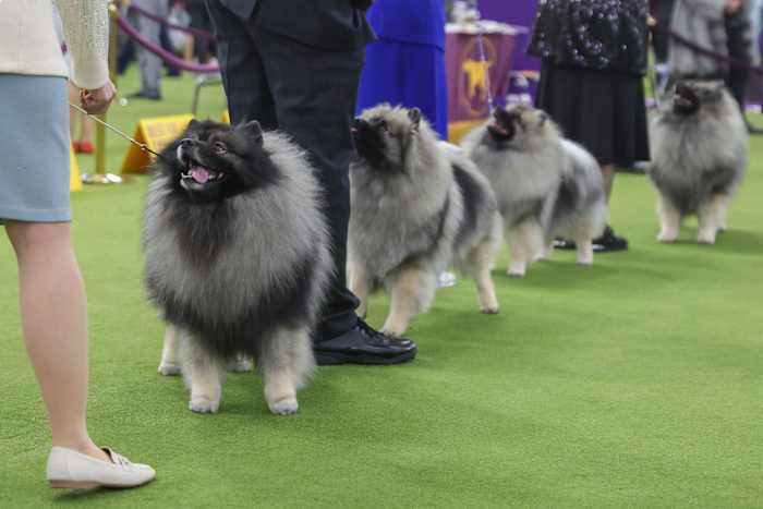 Niet alleen ter plaatse: het decoderen van de chique, fantasievolle namen van Westminster Show Dogs