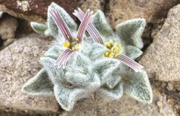 Nieuwe 'Wooly Devil' -plantensoorten ontdekt in Big Bend National Park