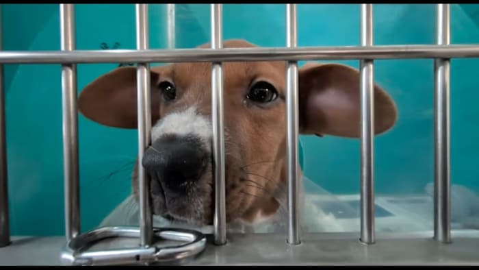 Op zoek naar langdurige liefde? San Antonio huisdieren levend! Biedt Valentijnsdag speciaal