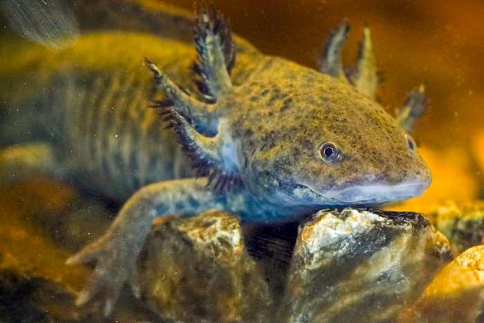 Oude godheid, huisdier en bedreigde soorten. Waarom is de meest geliefde amfibie van Axolotl Mexico?