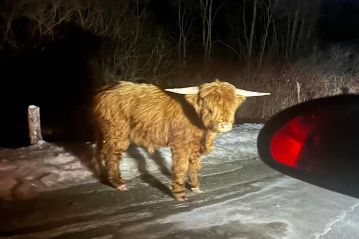 Schotse Highland Bull op de los in Connecticut's landelijke heuvelland