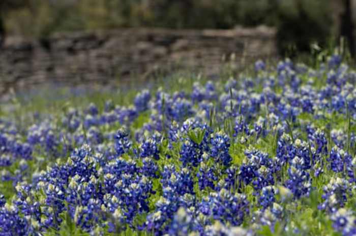 Warmere temperaturen voor ons voor Texas, droogtecondities kunnen blijven bestaan