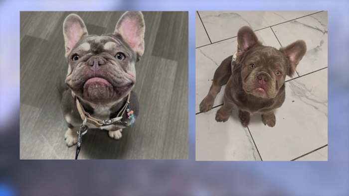 'Ze zijn mijn beste vrienden': familie pleit voor een veilige terugkeer van gestolen Franse bulldogs