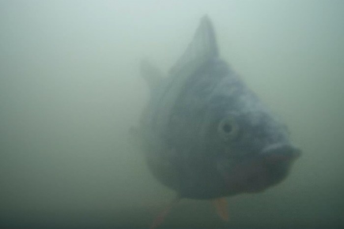 Een Nederlandse 'visdeurbel' is geworden in een onwaarschijnlijke online hit die langzame tv en ecologie combineert