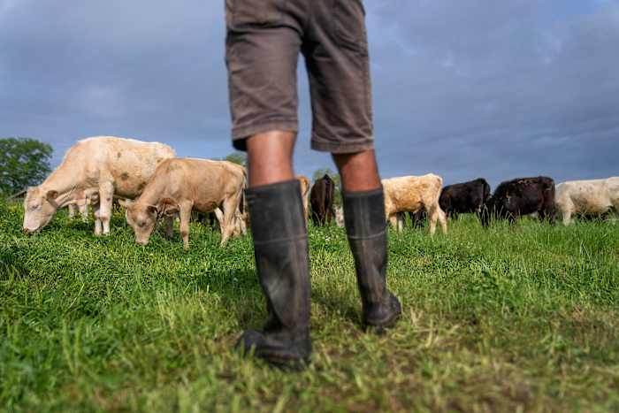 Eet gras gevoed rundvlees, help de planeet? Onderzoek zegt niet zo eenvoudig