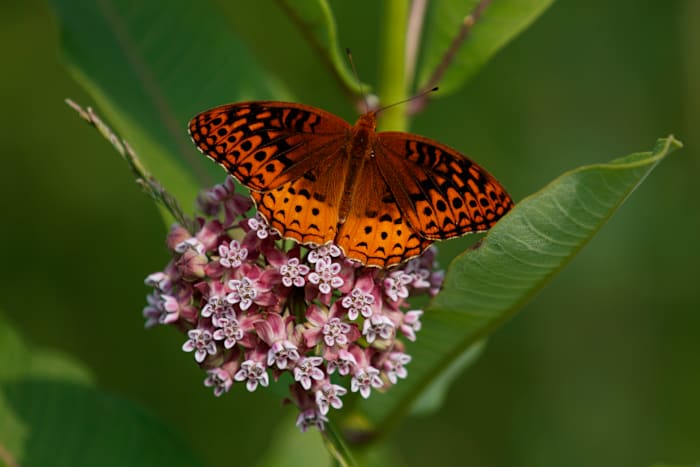 First National Analysis vindt de vlinders van Amerika verdwijnen met 'catastrofaal' snelheid