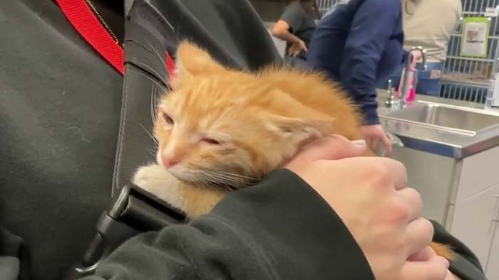 Foster -vrijwilligers die dringend nodig hadden te midden van de verwachte instroom van kittens, zegt ACS