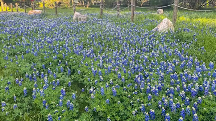Inzicht in het verschil tussen astronomische en meteorologische lente