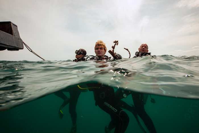 Koraalriffen in Vietnam worden geconfronteerd met ineenstorting. Kunnen behoudsinspanningen het tij veranderen?