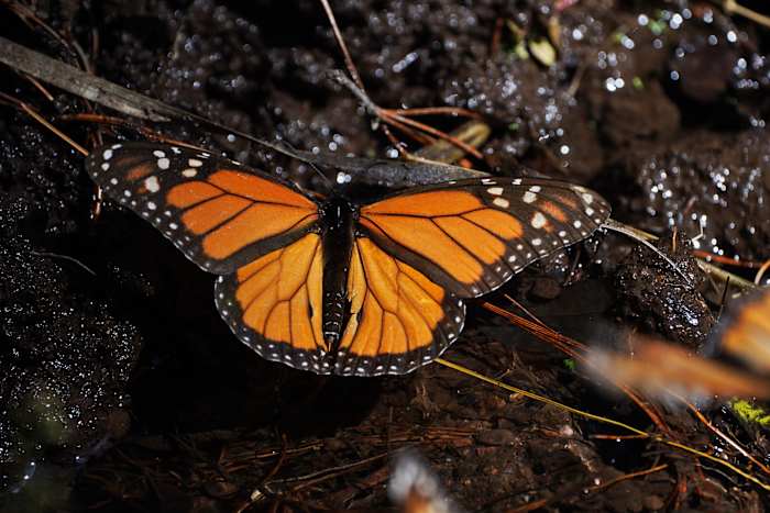Monarch Butterflies Winter in Mexico rebound dit jaar
