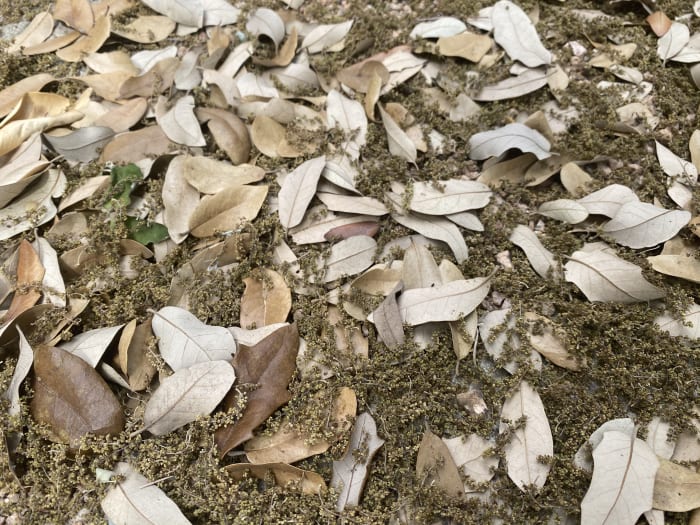 Oak Alert: Oak Season begint officieel in San Antonio