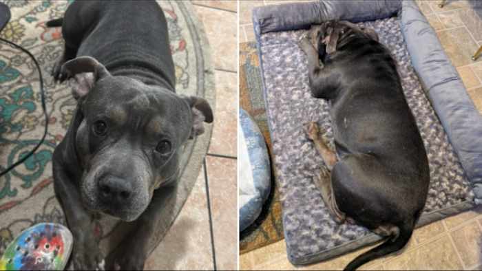 Pit Bull -aanvallen, doodt de hond van de buurman in het noordoosten van Bexar County