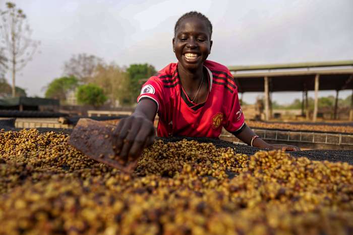 Terwijl het opwarmen van klimaat hamers koffiegewassen, test Zuid -Sudan een hardere soort