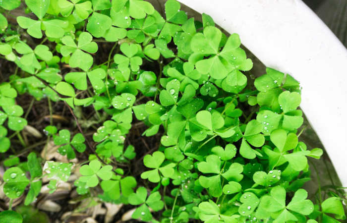 Vier St. Patrick's Day met deze San Antonio -evenementen en festiviteiten