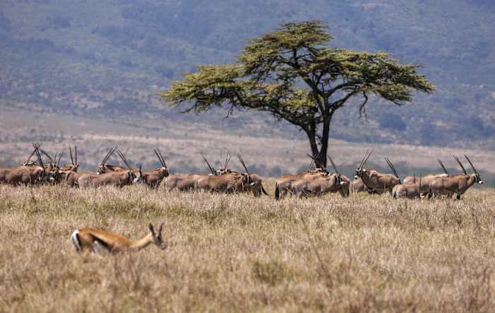 'Wildlife Corridors' worden aangemoedigd om Kenia's herstellende dierpopulaties te ondersteunen