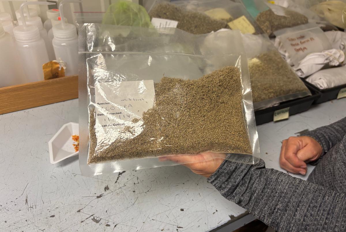 Amerikaanse bossen medewerker Jennifer Richmond weegt zaden en slaat ze op in vacuüm-verzegelde plastic zakken. De zakken zijn meestal gekoeld of bevroren in een temperatuurgecontroleerde kamer bij Marinoff Nursery in Alamo.