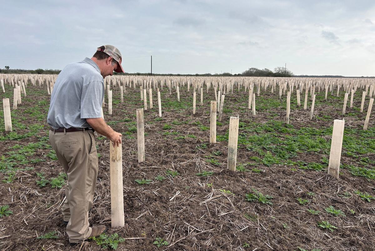 Jon Dale gluurt in een plastic buis die een inheemse zaailing schuift bij Laguna Atascosa National Wildlife Refuge. De toevluchtsoord is een van de laatste plaatsen waar Ocelots fokken, en restauratie -inspanningen zijn gericht op geïsoleerde doornenbossen, zodat de katten ertussen kunnen reizen.