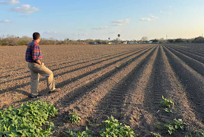 De Rio Grande -vallei was ooit bedekt met bos. Eén man probeert het terug te brengen.
