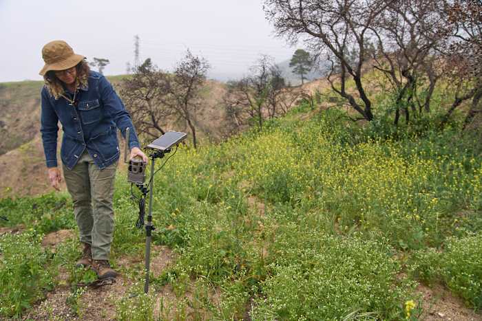 Alleen gelaten door mensen, keert de natuur terug naar het Eaton Fire Burn -gebied