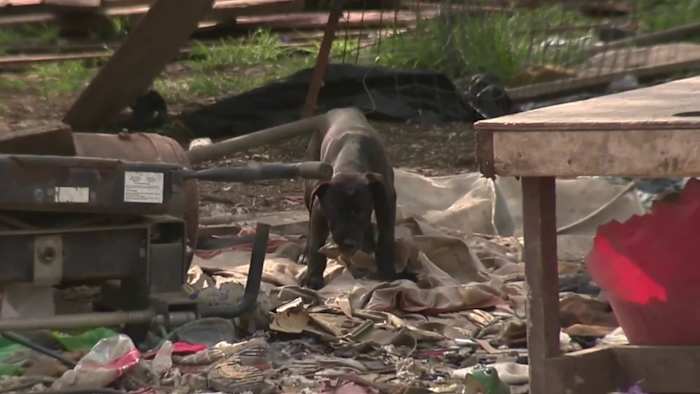 Bewoners uiten verlichting nadat het hondenpakket na aanvallen op 3 personen in beslag heeft genomen, waaronder BCSO -afgevaardigde