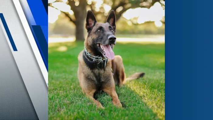 Boerne Police Department treurt verlies van K-9 gedood in de rij van dienst