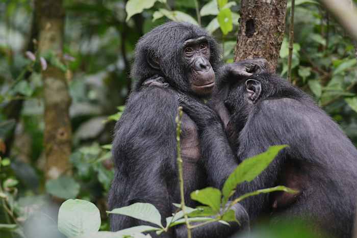 Bonobo's in Congo vormen meisjesgroepen om mannelijke agressie af te weren, zegt studie zegt