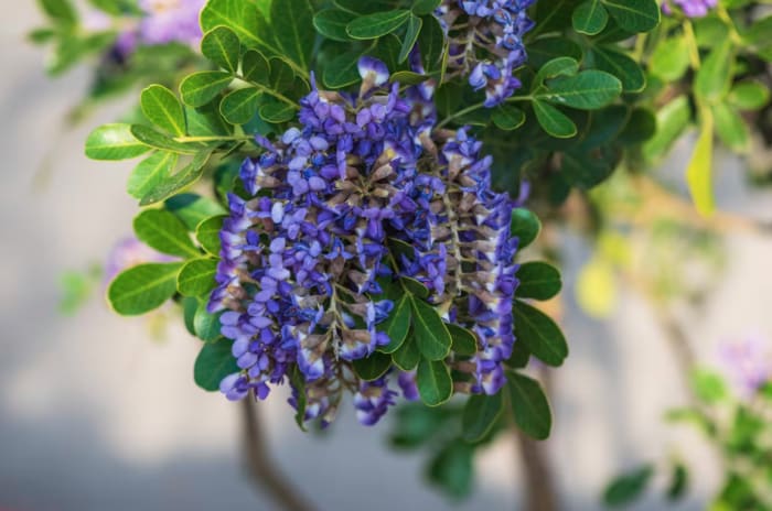 Deel uw wilde bloemenfoto's op KSAT Connect