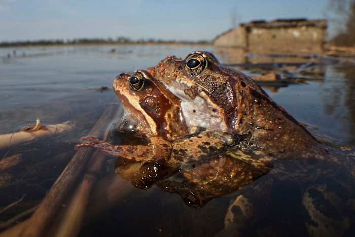 Een Russische emmerbrigade helpt padden en kikkers de weg over om naar een paaigloof te gaan
