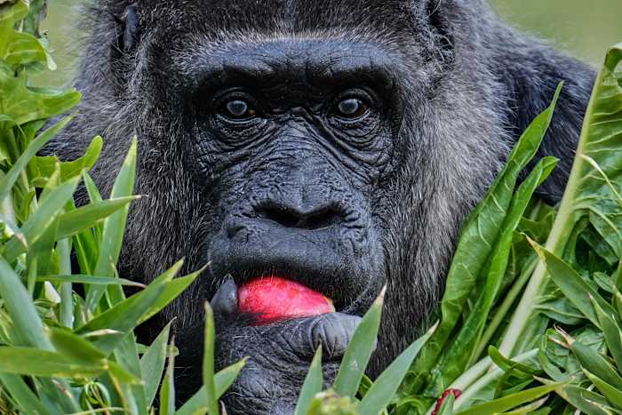 Fatou, 's werelds oudste gorilla in een dierentuin, viert haar 68e verjaardag in Berlijn