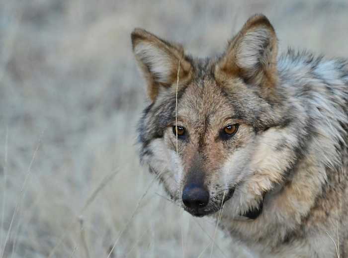 Gesijpelde huisdieren en veehouders die zijn beschuldigd van wolven, heffen alarmen op in het platteland van New Mexico