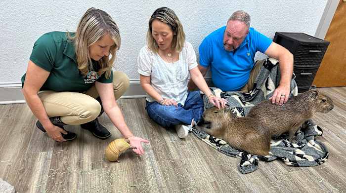 Gigantische knaagdieren knuffelen met bezoekers in het Capybara Cafe in Florida