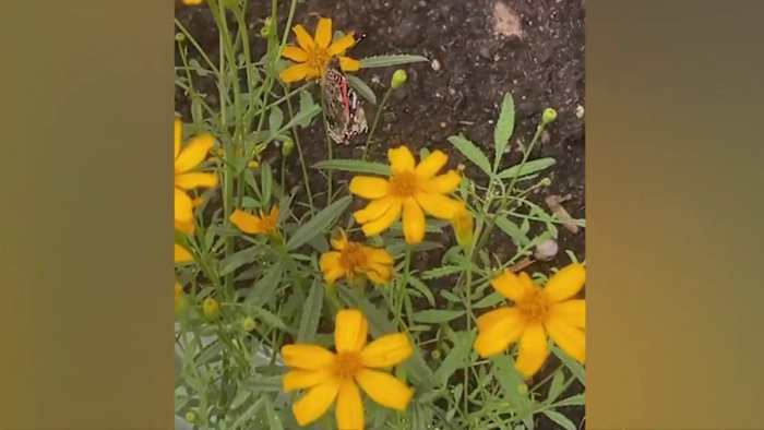 Hier is hoe u een meerjarig bed kunt planten in San Antonio