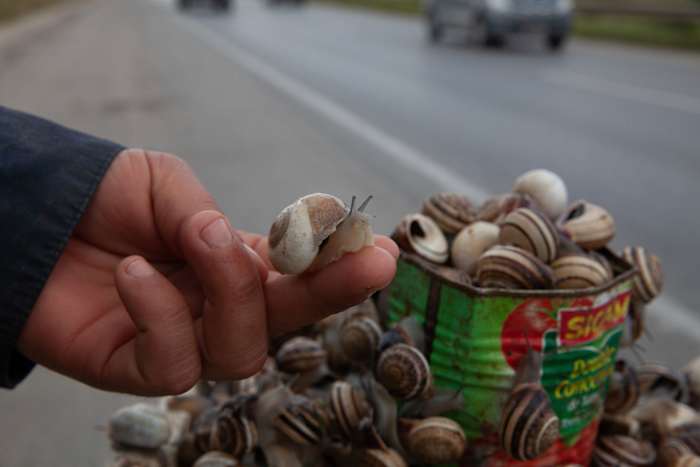 In Tunesië is slakken inch naar het vervangen van rood vlees terwijl mensen zich tot goedkoper eiwit wenden
