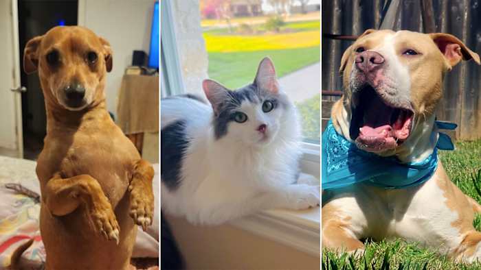KSAT Connect: Deel foto's van uw schattige huisdieren voor National Pet Day