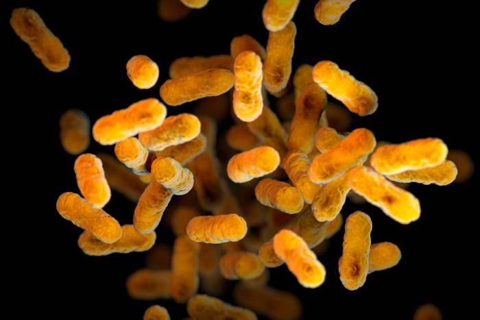 Kinkhoestzaken stijgen opnieuw in de VS