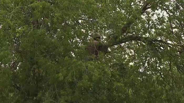 Man in hechtenis na het verstoppen van een boom gedurende enkele uren in een poging om ijs te vermijden, zeggen de autoriteiten