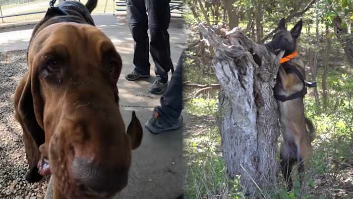 Ontmoet de honden die helpen om vermiste mensen te vinden via het Alamo Area Search and Rescue Team