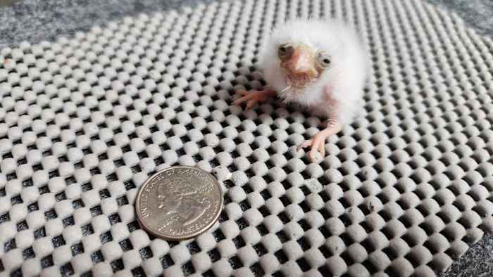 San Antonio Zoo verwelkomt Pygmy Falcon Chick, eerst geboren in de dierentuin in meer dan 20 jaar