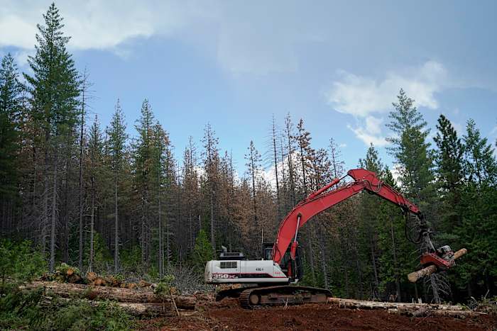 Trump -administratie rolt bosbescherming terug in een poging om logging op te voeren