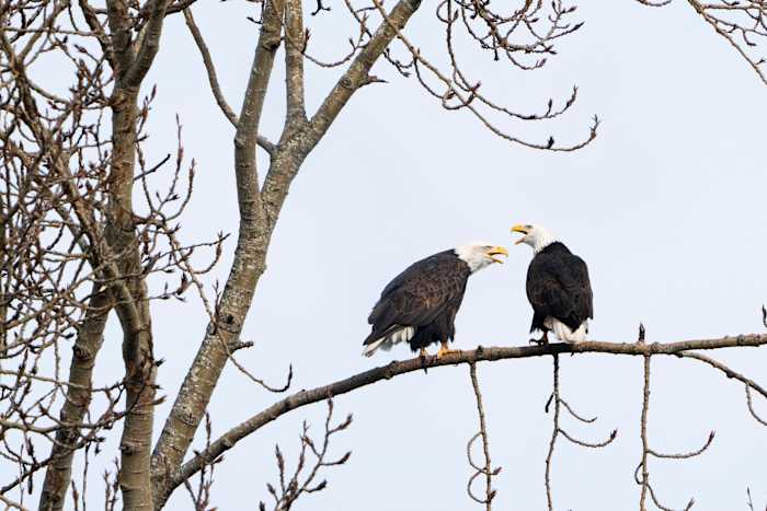 Voorgestelde regelverandering bij bedreigde soorten activeert alarm voor milieuactivisten