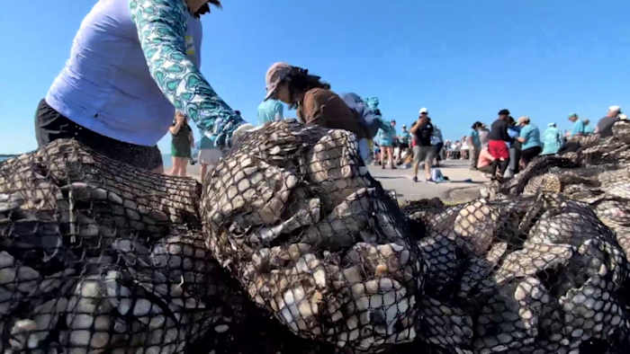 100.000 Oyster Bake Shells waren niet weggegooid na Fiesta. Ze worden gebruikt voor rifrevalidatie in Texas Gulf.