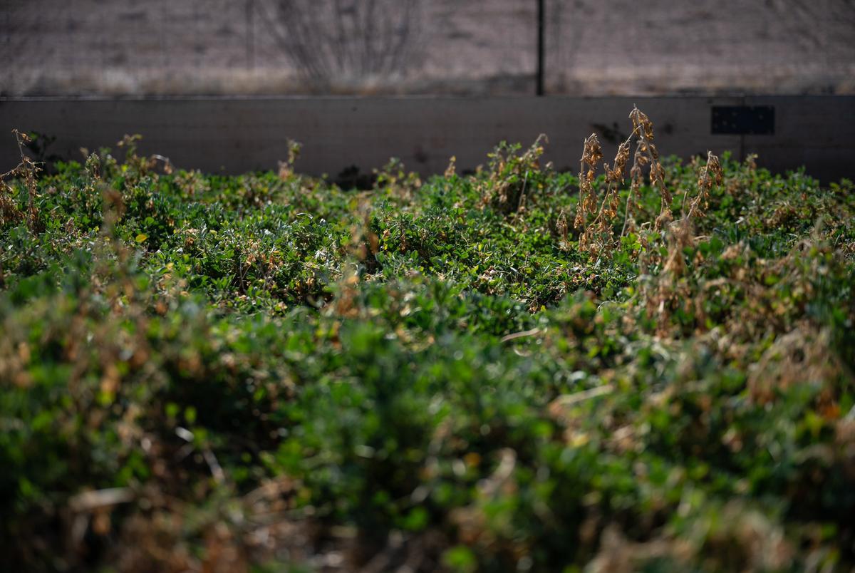 De Alfalfa Garden Patch op de Texas Pacific Water Resources Research and Development Project Site op vrijdag 14 februari 2025, buiten Midland.